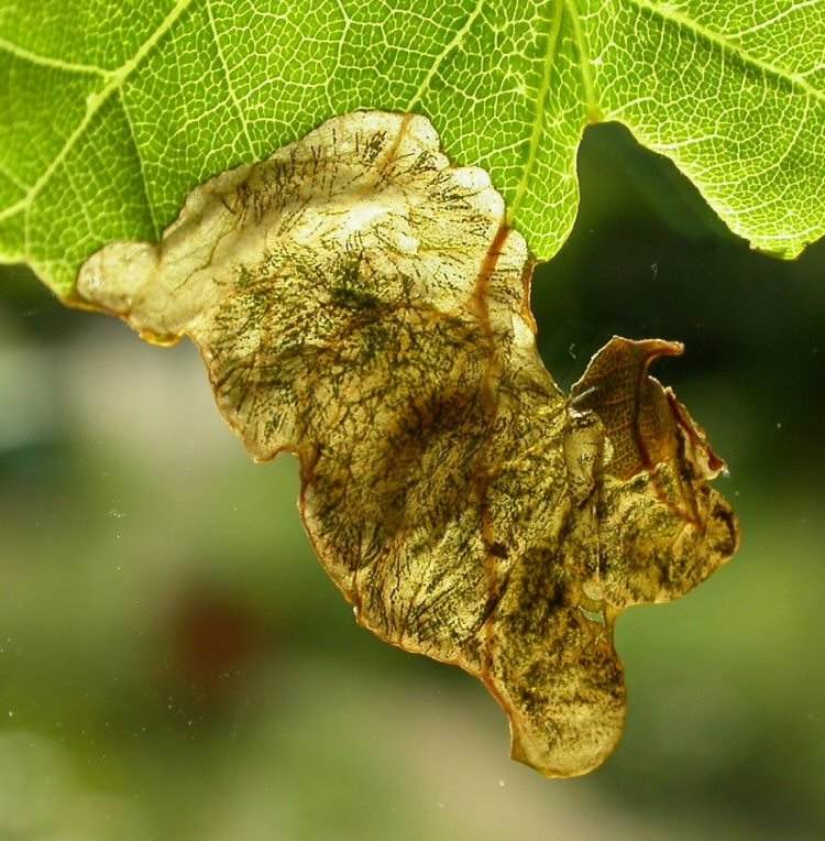 pupal disc forming