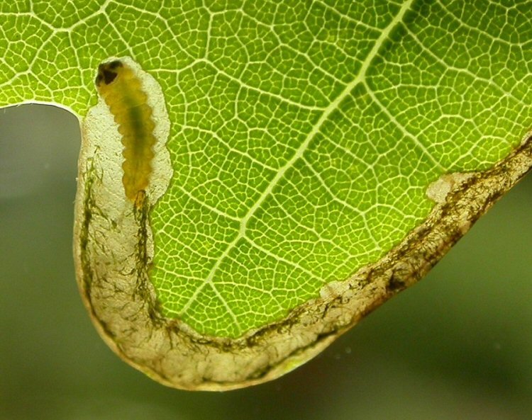larva