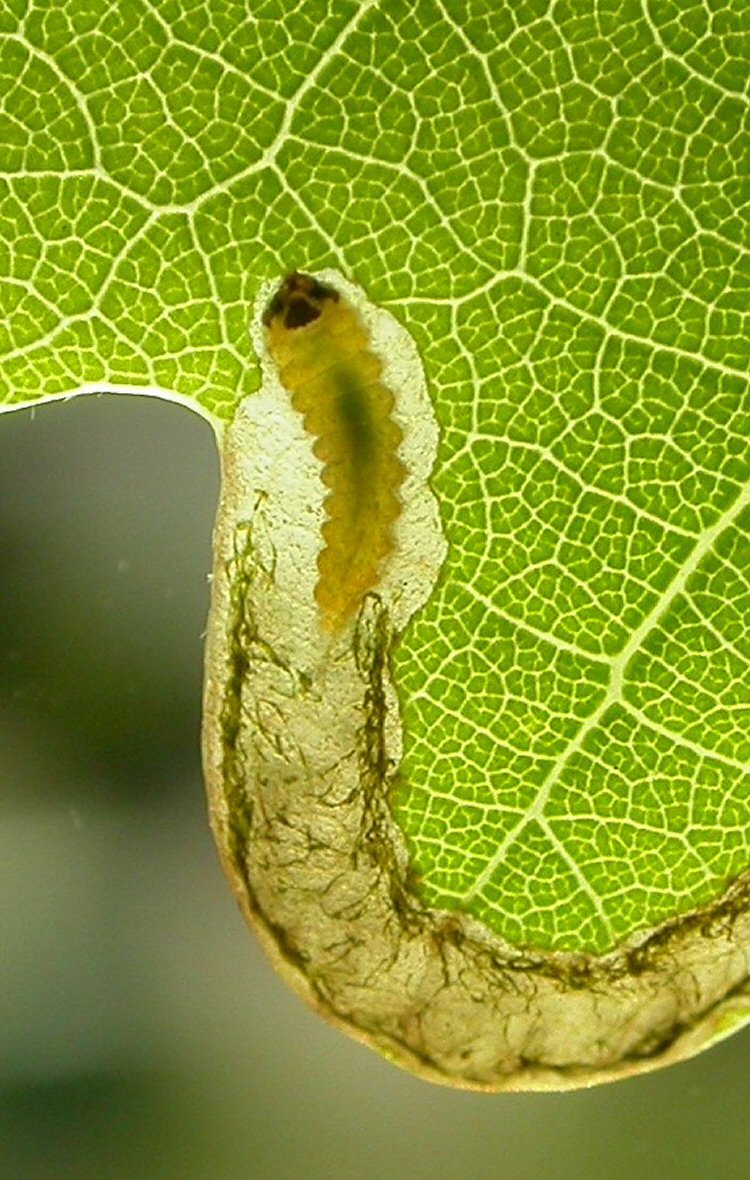 larva in mine