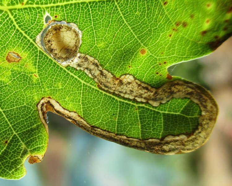 pupal disc