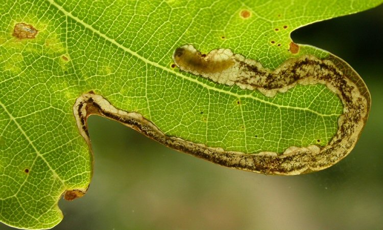larva in mine