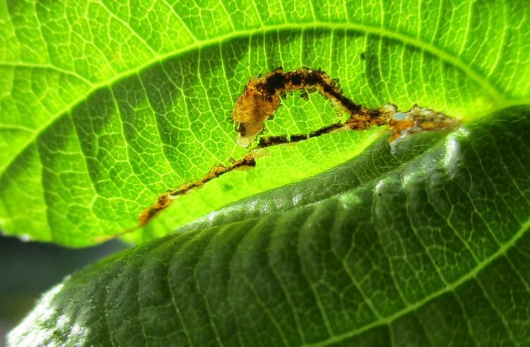 early mine, with larva