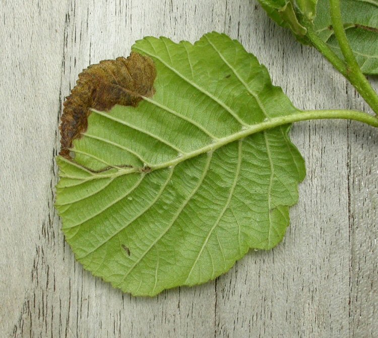 vntral view of leaf and mine