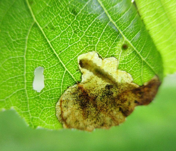 larva in mine