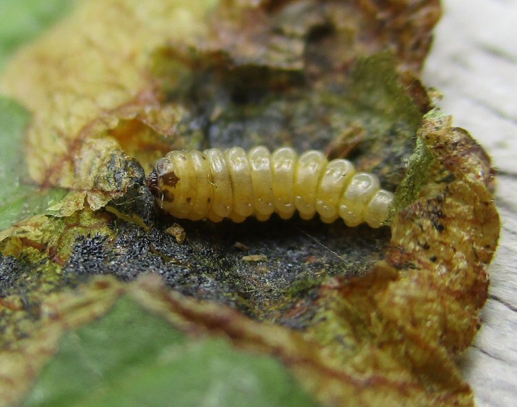 larva in ventral view