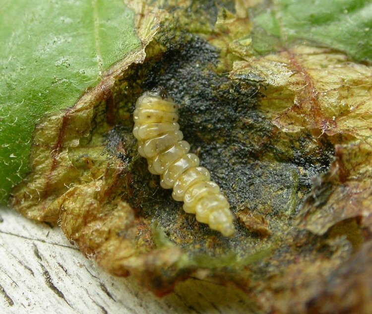 larva in ventral view