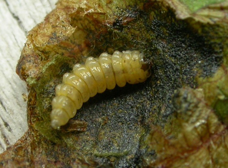 larva in ventral view