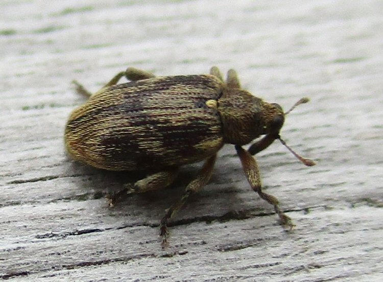 imago