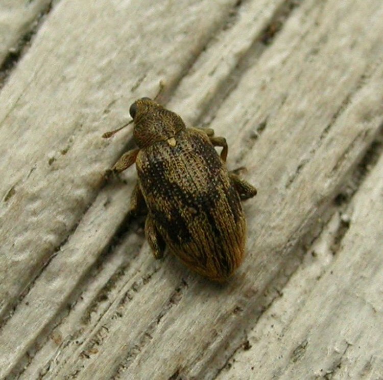 dirsal view of imago