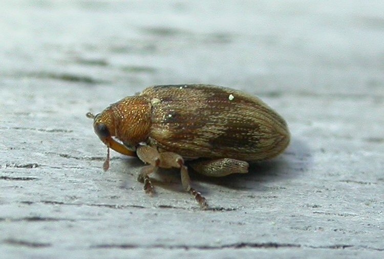 adult