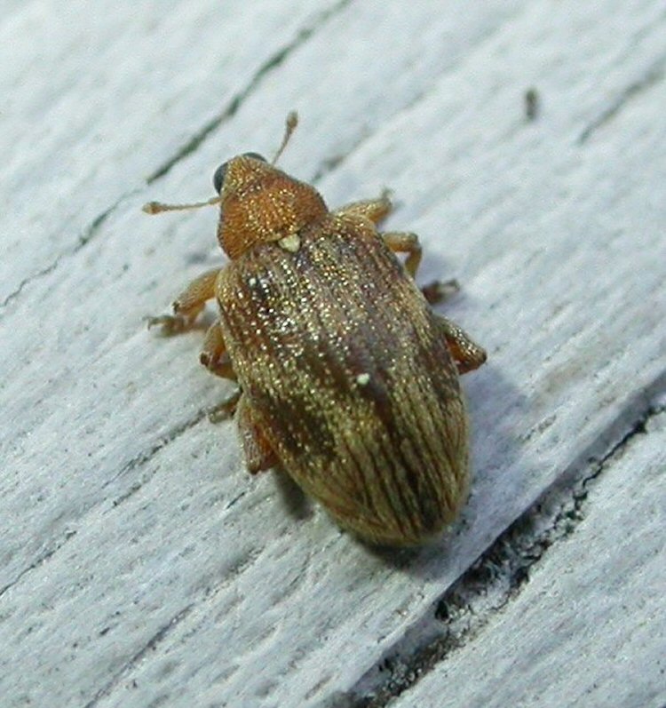 adult