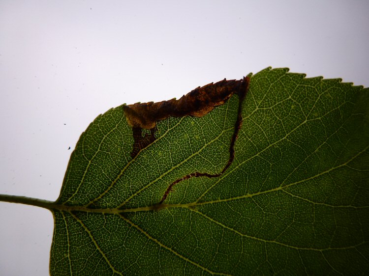 gallery leads to blotch