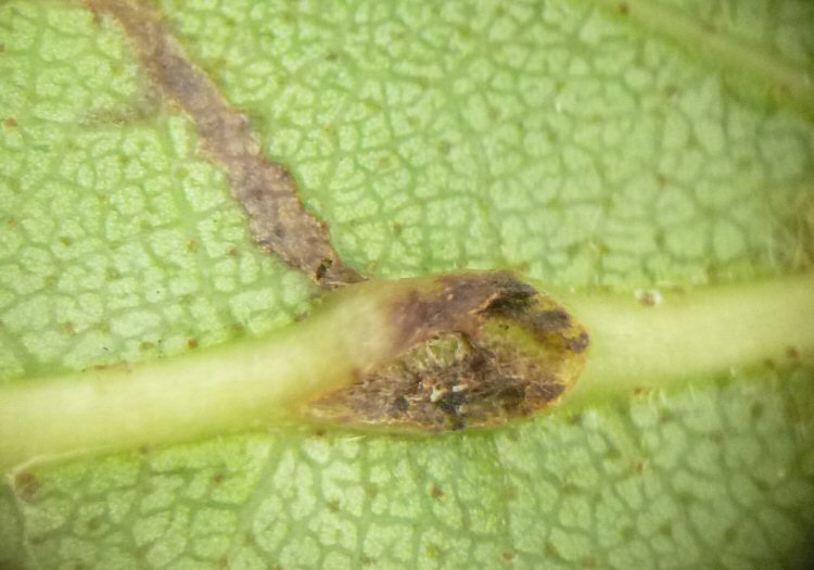oviposition scar with gallery