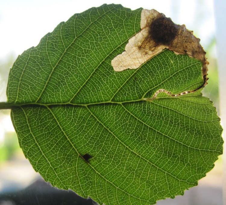 a cocoon is formed