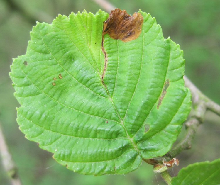 a brown blotch develops