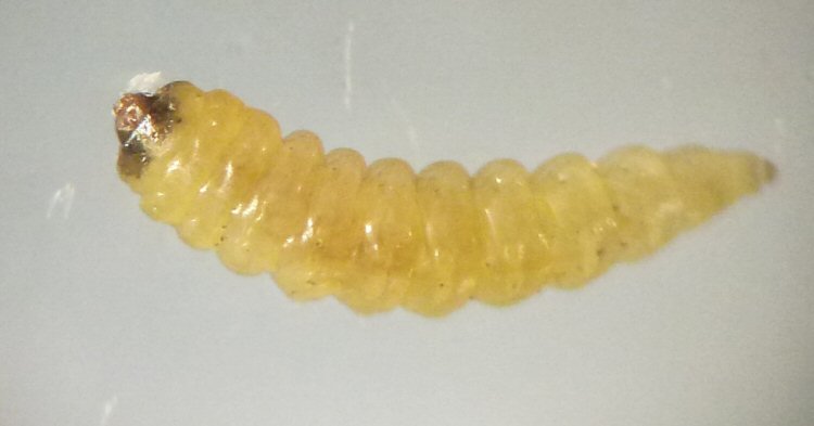 larva dorsal