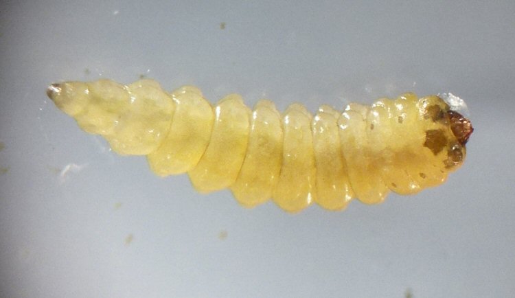 ventral view