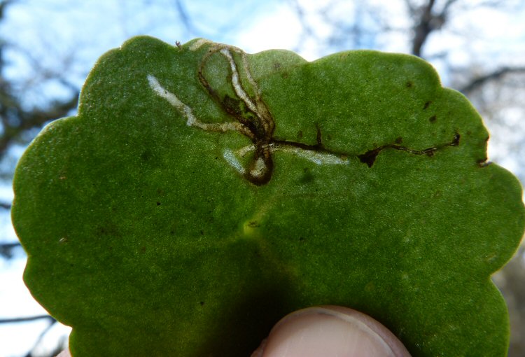branched galleries
