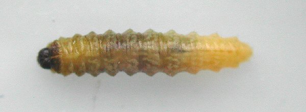 dorsal view