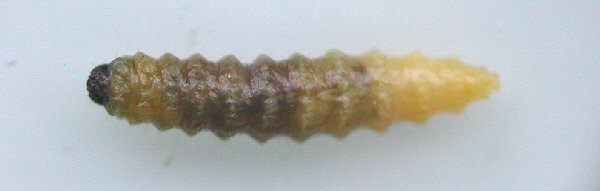 ventral view