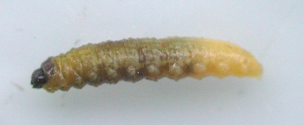 lateral view