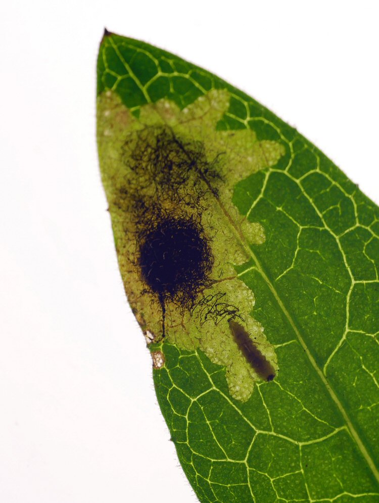 larva in mine