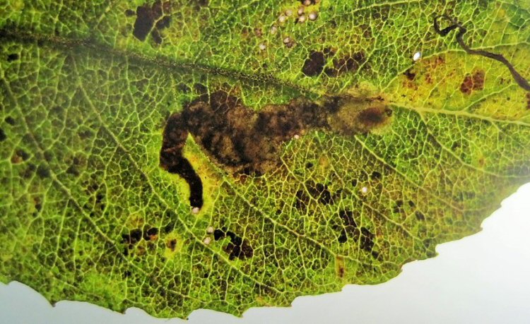 larva in mine