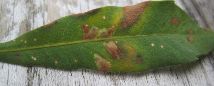 there may be several ines in a leaf
