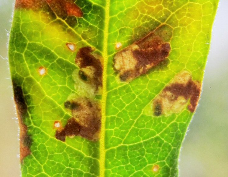 larvae in mines