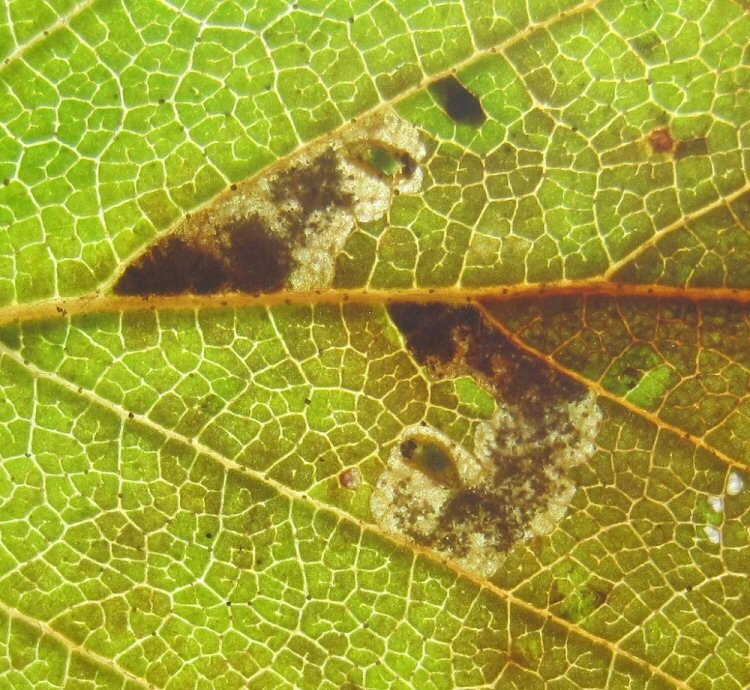 larvae in mines