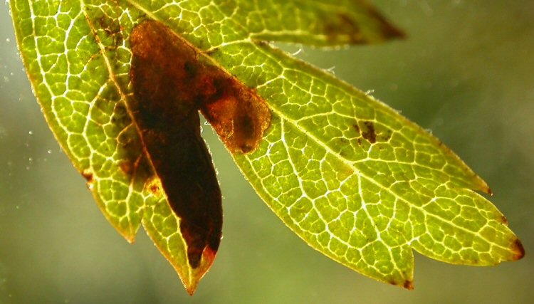larva in mine