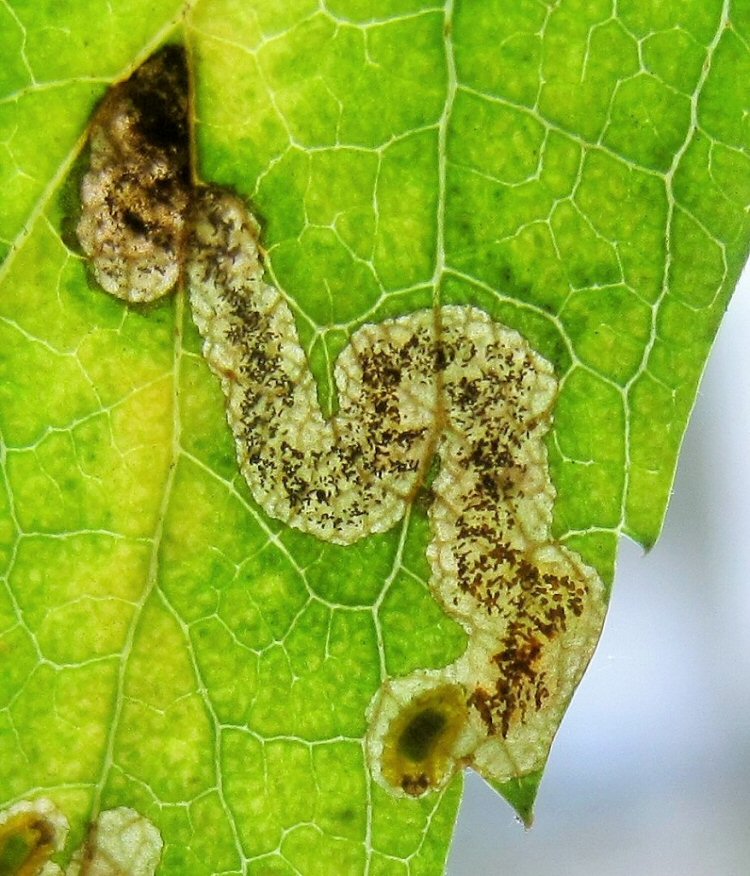 larva in mine