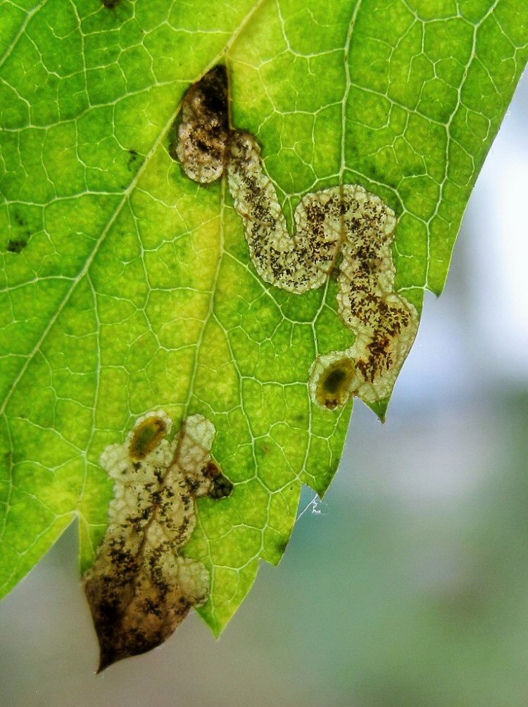 larvae in mine