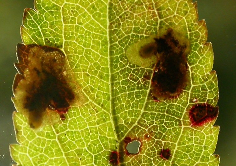 larva in mine