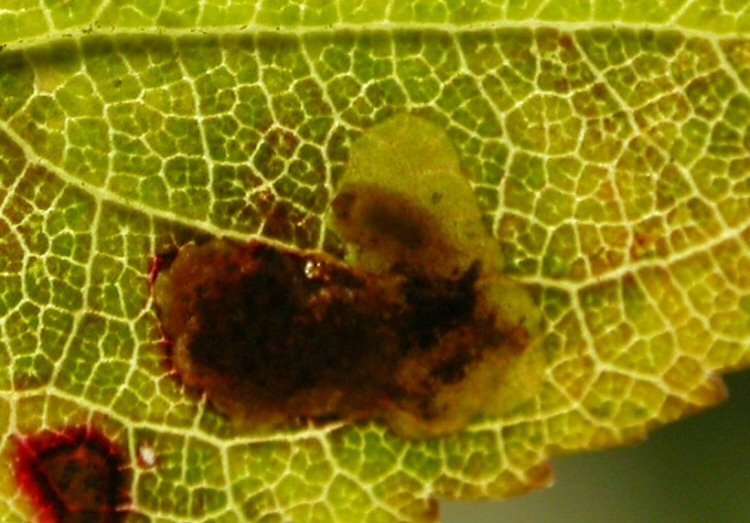 larva in mine