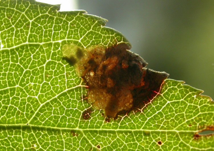 larva in mine