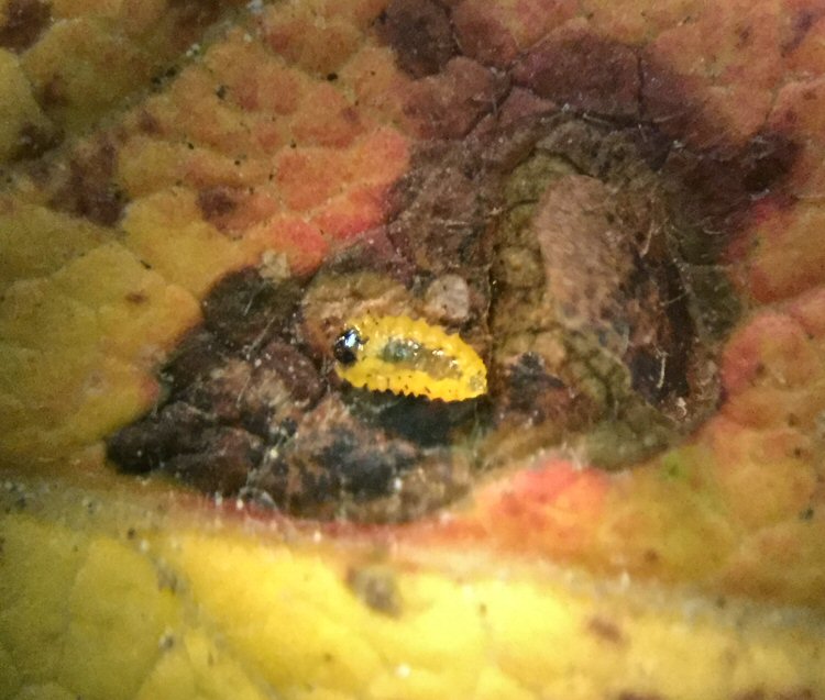 larva