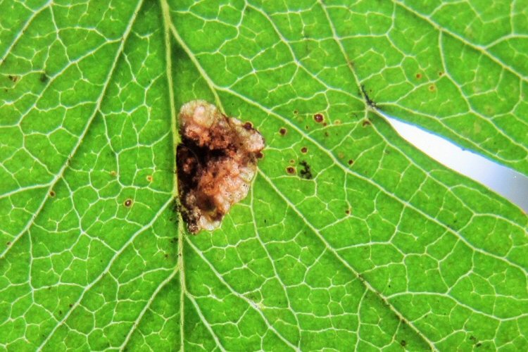 larva in mine