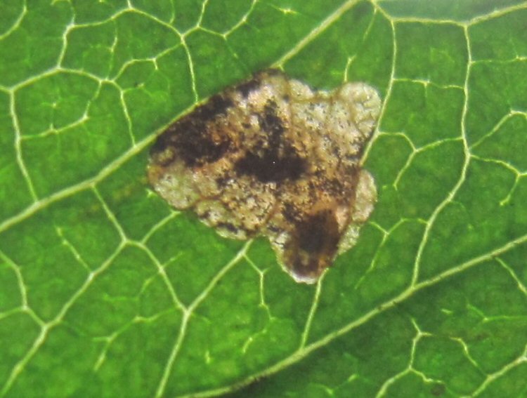 larva in mine
