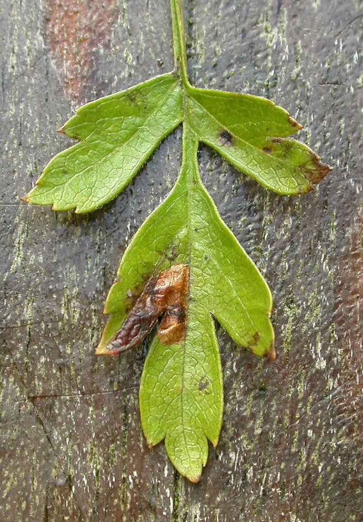 the blotch elongates