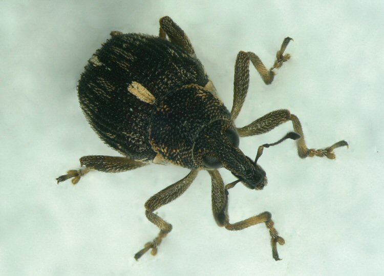 beetle