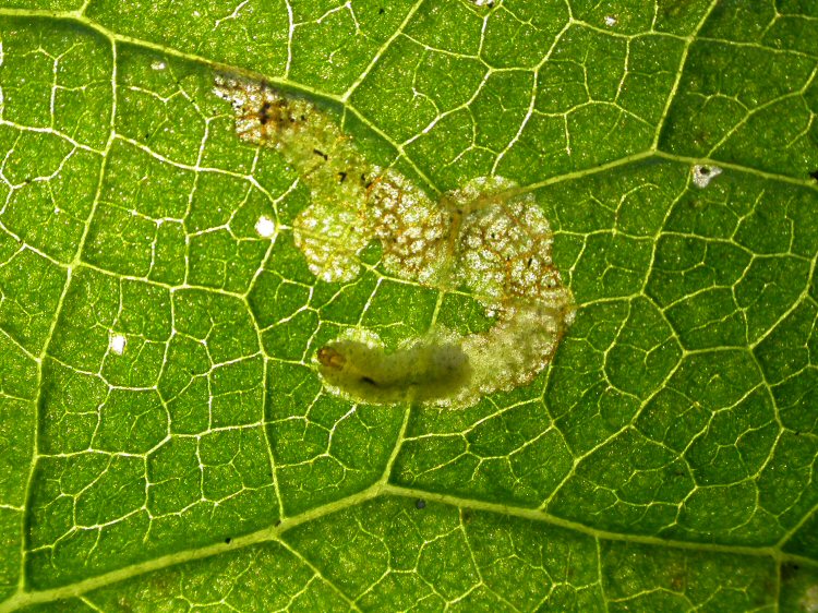 the larva almost fills the mine