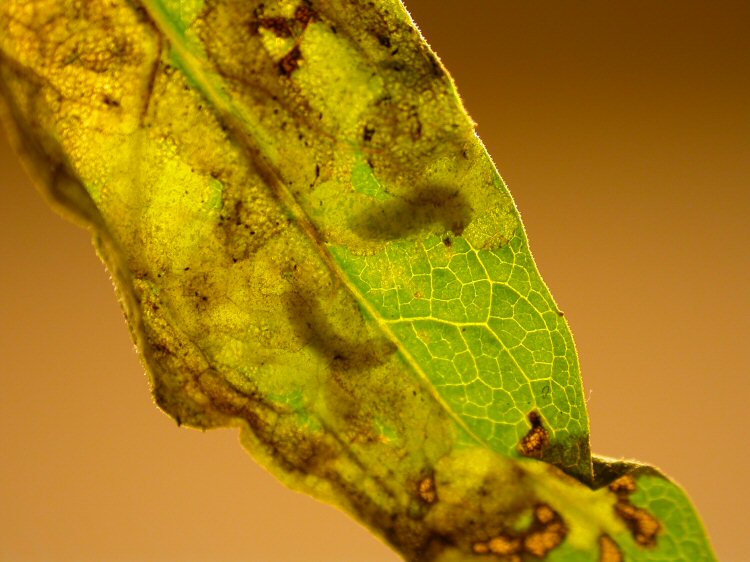 larvae in mine