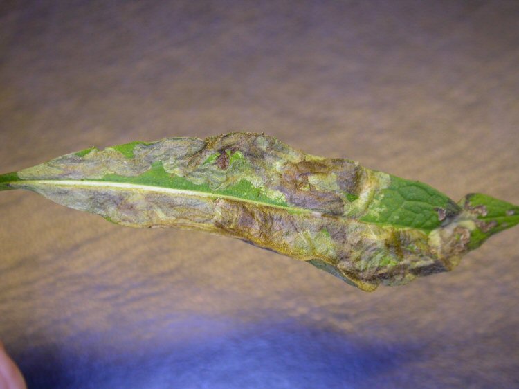 external view of leaf