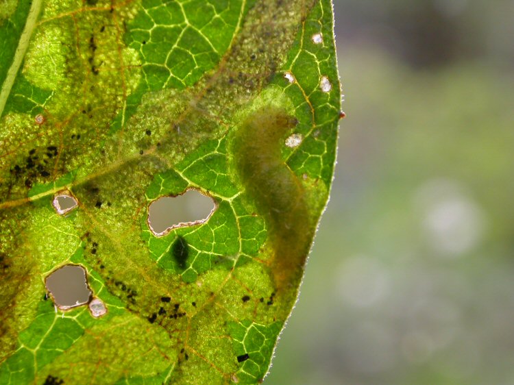 larva