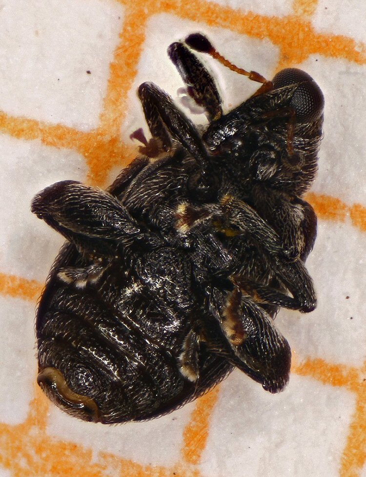 details of underside