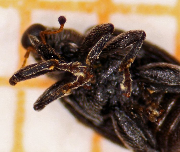 underside