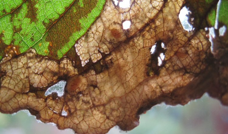 cocoons