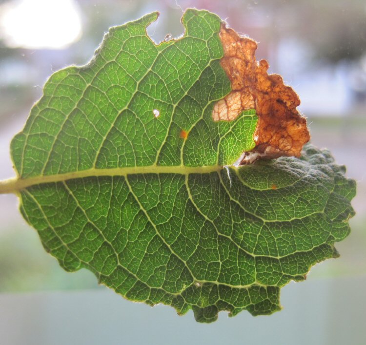 the leaf may distort