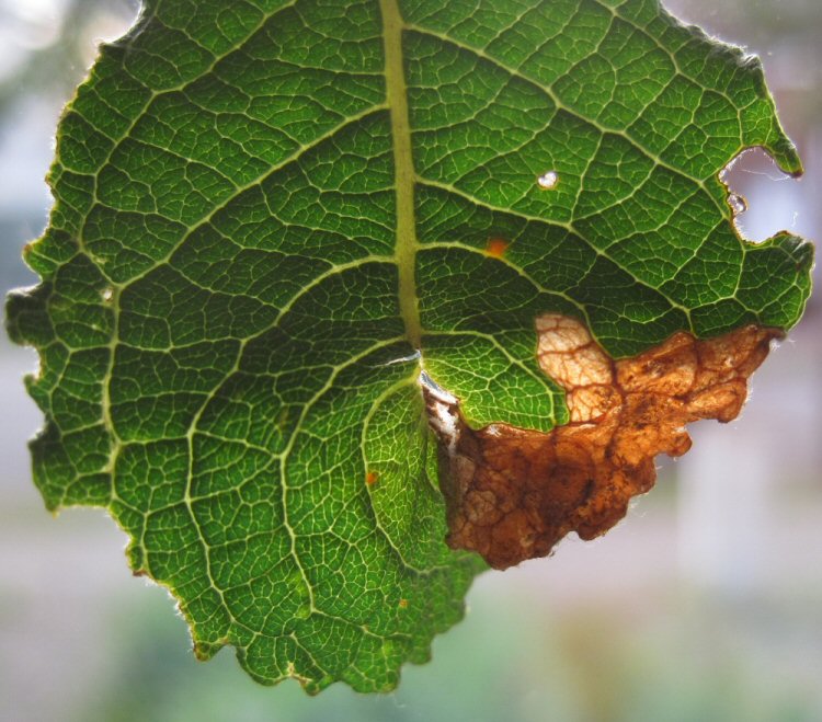 the leaf distorts
